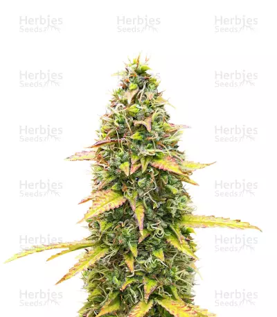 Kosher Kush 66 Autoflower feminisierte Samen (EGS)