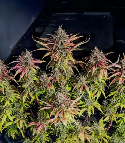 Lemon Cherry Cookies Auto feminisierte Samen (Fast Buds)