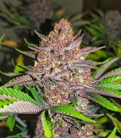 Red Hot Cookies feminisiertes Saatgut (Sweet Seeds)