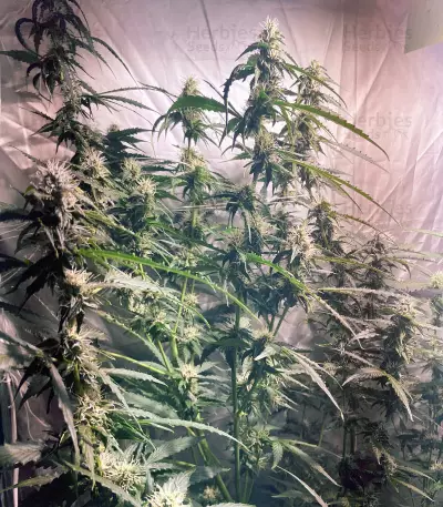 Skywalker OG Auto Samen feminisiert (Barney's Farm)