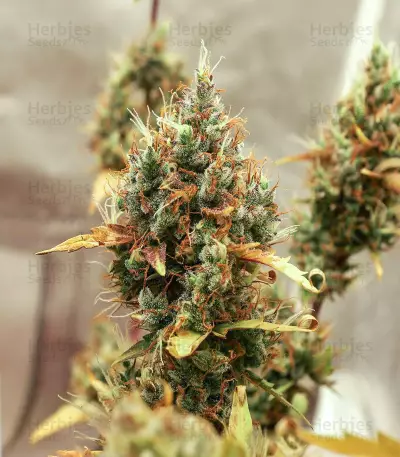 Somango XXL (Nirvana Seeds) Cannabis-Samen