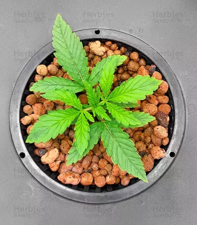 Sour Jealousy Auto feminisierte Samen (Fast Buds)