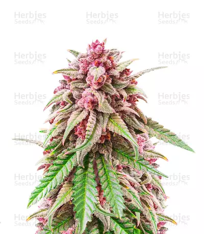 Still Bubba feminisierte Samen (AlphaFem Seeds)