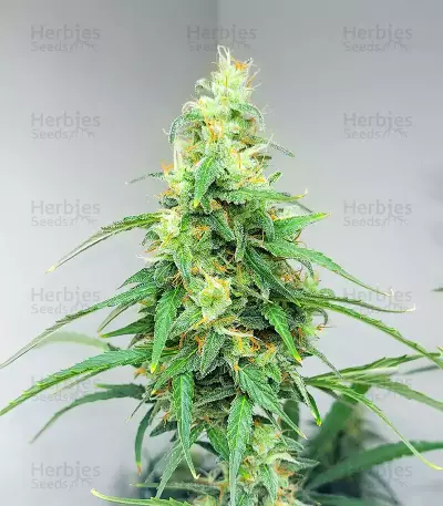 Apple Betty Auto-Samen (Herbies Seeds)