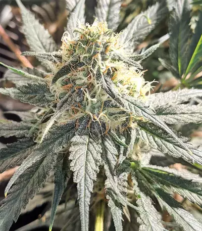Blackberry Gum feminisierte Samen