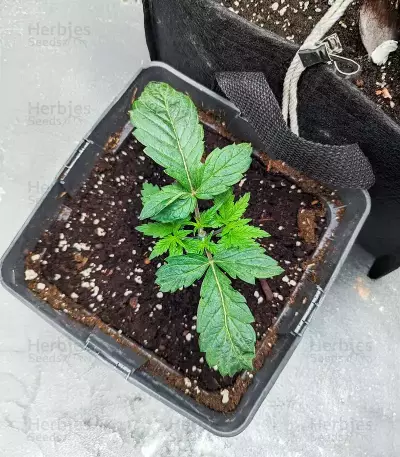 Cherry Pie Auto feminisierte Samen (Royal Queen Seeds)