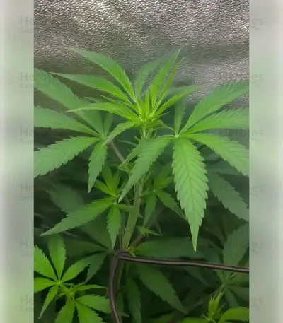 Fat Bastard (Blimburn Seeds)