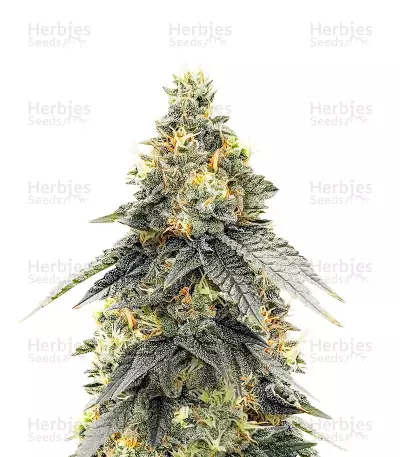 G.S. Cookies feminisierte Samen (Humboldt Seed Company)