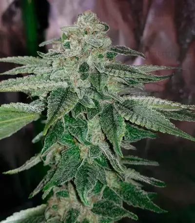 Girl Scout Cookies feminisierte Samen (Garden of Green)