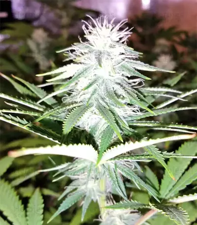 Z Gorilla (Original Sensible Seeds) Cannabis-Samen