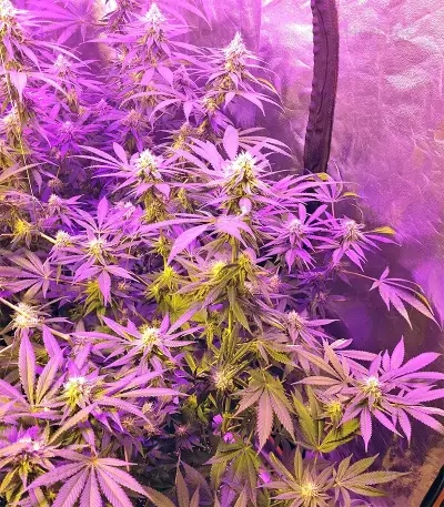Grandaddy Black (Original Sensible Seeds) Cannabis-Samen