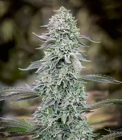 Hindu Cream (Big Buddha Seeds) Cannabis-Samen