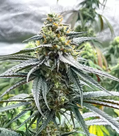 Jelly Donutz Autoflower feminisierte Samen (Humboldt Seed Company)