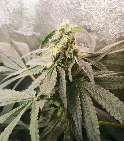 Mimosa x Orange Punch feminisierte Samen (Barney’s Farm)