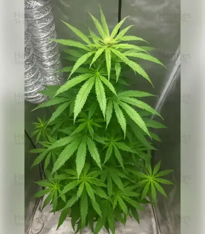 Northern Light Automatic (RQS) Cannabis-Samen