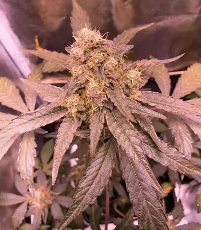 Runtz Muffin feminisierte Samen (Barney's Farm)