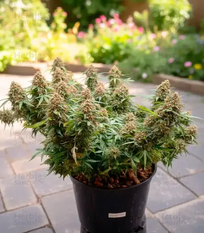 Russian Fuel Auto (Flash Seeds) Cannabis-Samen