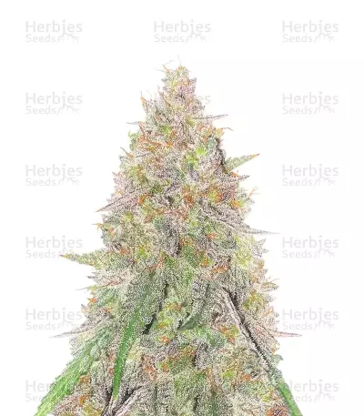 Sangria Poison Autoflower feminisierte Samen (Seedkeepers)