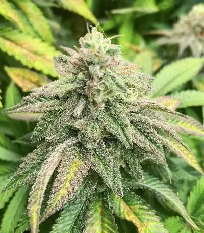 Section 781 (Blimburn x Herbies)
