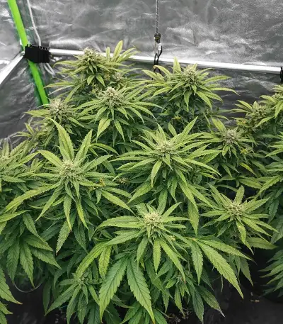 Tease Auto (Dr. Krippling Seeds) Cannabis-Samen