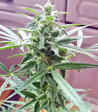 White Widow (Seedstockers) Cannabis-Samen