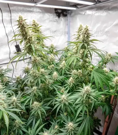 Zoap feminisierte Samen (Barney's Farm)