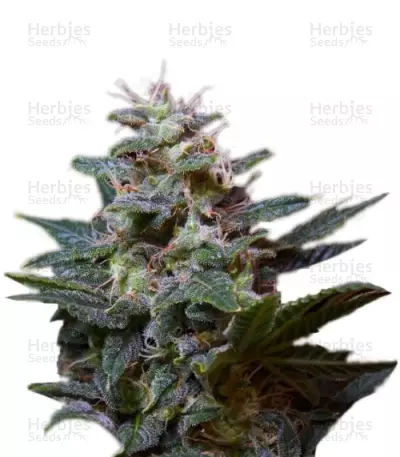 Sweet Purple (Paradise Seeds) Cannabis-Samen