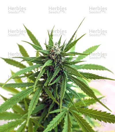 Z OG Auto (Barney's Farm) Cannabis-Samen