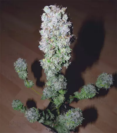 Blueberry strain