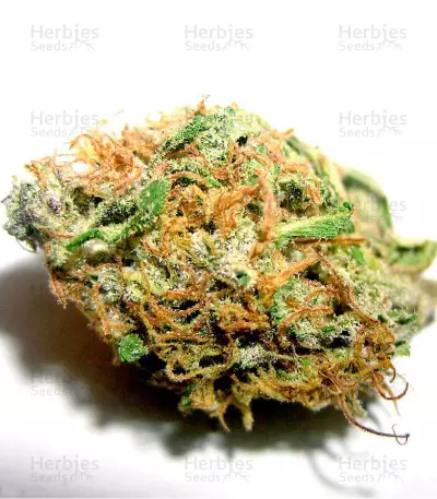 Hawaii Maui Waui (Nirvana Seeds) Cannabis-Samen