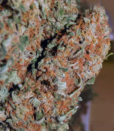 Atomic (Bomb Seeds) Cannabis-Samen