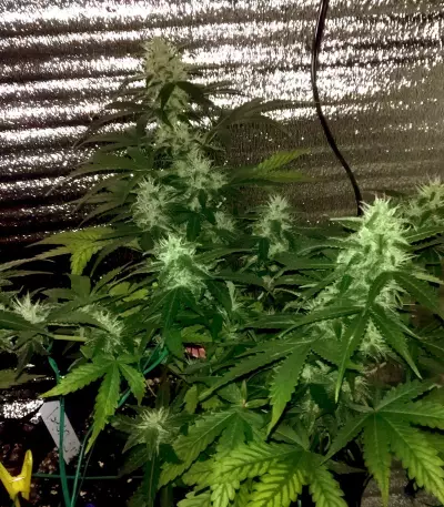 Auto New York City Diesel (Advanced Seeds) Cannabis-Samen