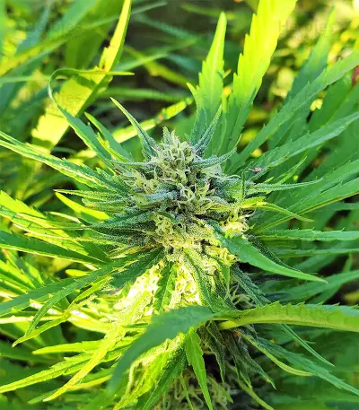 BCN Critical XXL