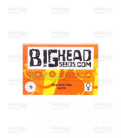Big Stilton Auto (Big Head Seeds) Cannabis-Samen