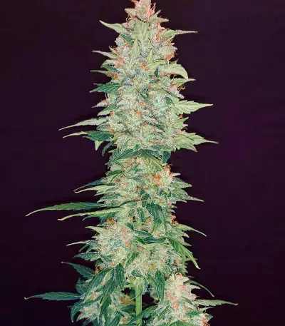 Bakers Delight (DNA Genetics) Cannabis-Samen