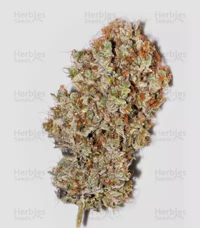 Bangi Haze (Ace Seeds) Cannabis-Samen