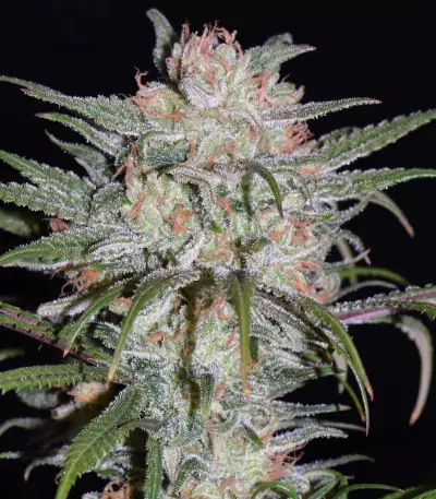 Blue Dream CBD strain