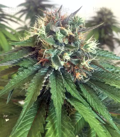 Bubble Bomb (Bomb Seeds) Cannabis-Samen