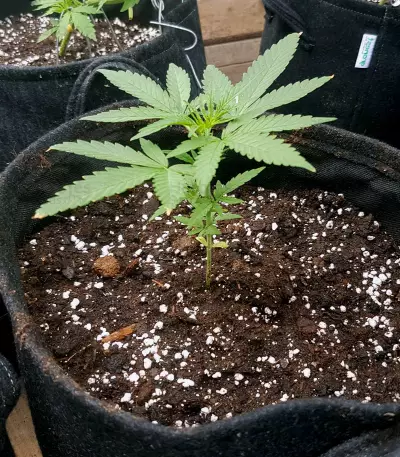 Bubble Bud (Blackskull Seeds) Cannabis-Samen
