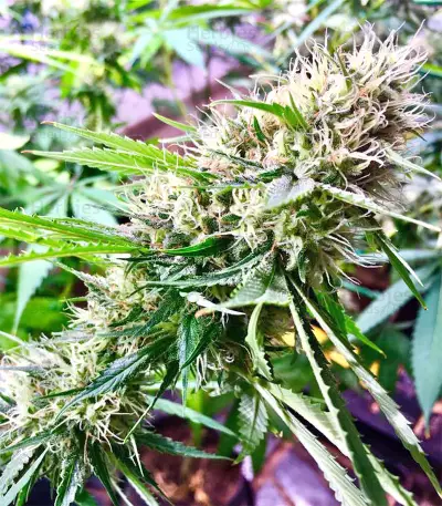 Chem Berry D regular (Dark Horse Genetics) Cannabis-Samen