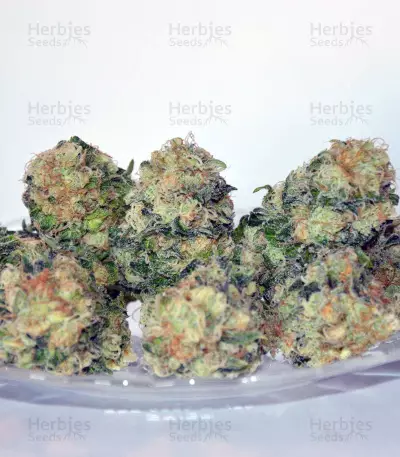 Cluster Bomb (Bomb Seeds)