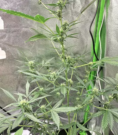 Cookies and Cream Strain