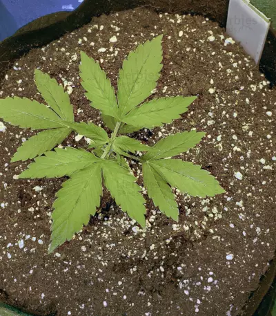 Dark Star x AK-49 (Vision Seeds) Cannabis-Samen