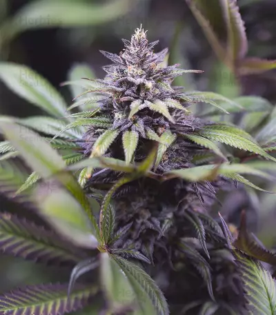 Dinamed CBD (Dinafem Seeds) Cannabis-Samen