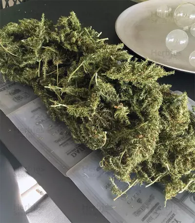 Dr. Grinspoon (Barney's Farm) Cannabis-Samen