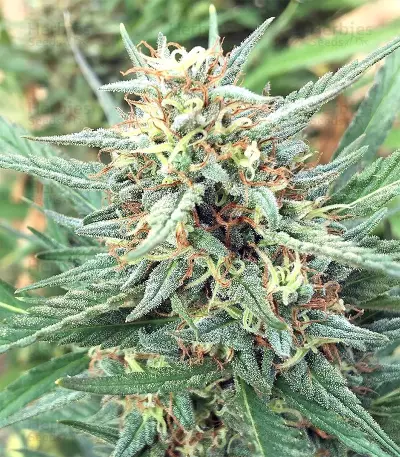 Durban Regular (CannaBioGen) Cannabis-Samen