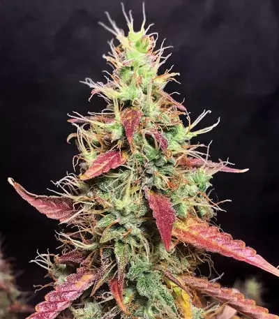 Goxuak Auto (Genehtik Seeds) Cannabis-Samen