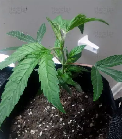 Grandaddy Banner (Big Head Seeds) Cannabis-Samen
