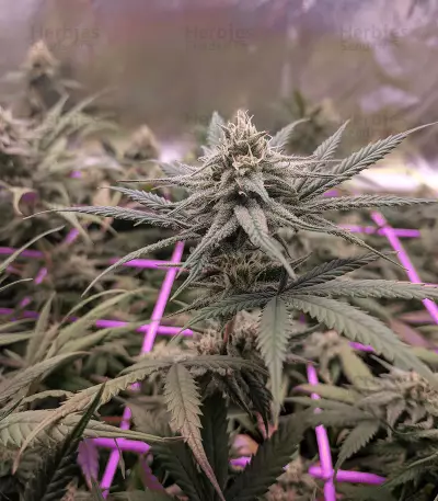 Headbanger Regular (Karma Genetics) Cannabis-Samen