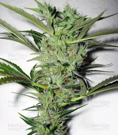Mango Haze Regular (Mr. Nice Seedbank) Cannabis-Samen